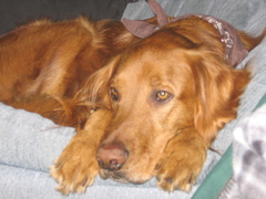 Nigel