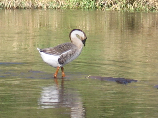 Goose