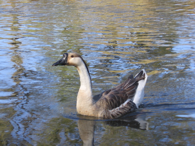 Goose
