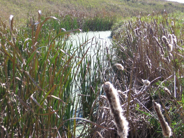 Wetlands