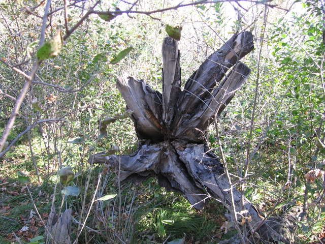 Stump