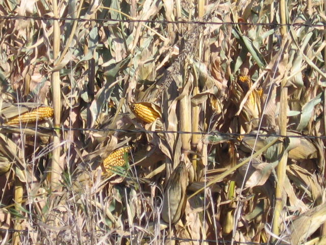 Field Corn