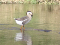 Goose