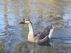 Goose
