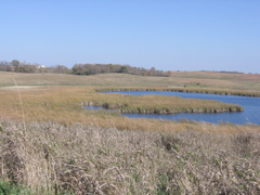 Wetlands