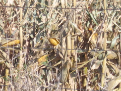 Field Corn