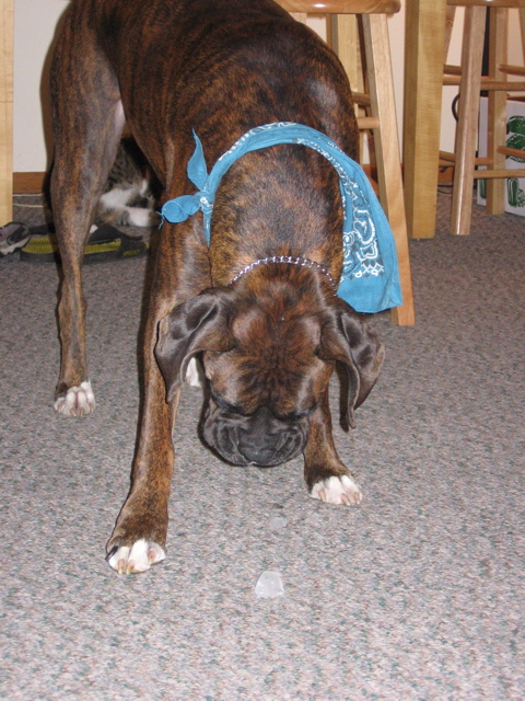 Puck and his all-time favorite treat: ice.