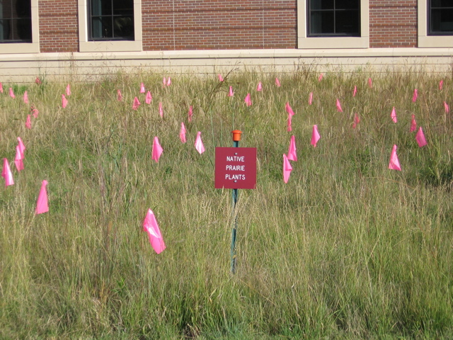 "Native Prairie Plants"