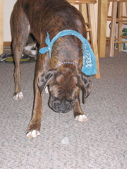 Puck and his all-time favorite treat: ice.