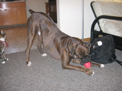 Puck