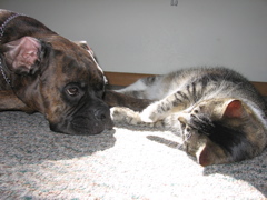 Two kitties, sunbathing