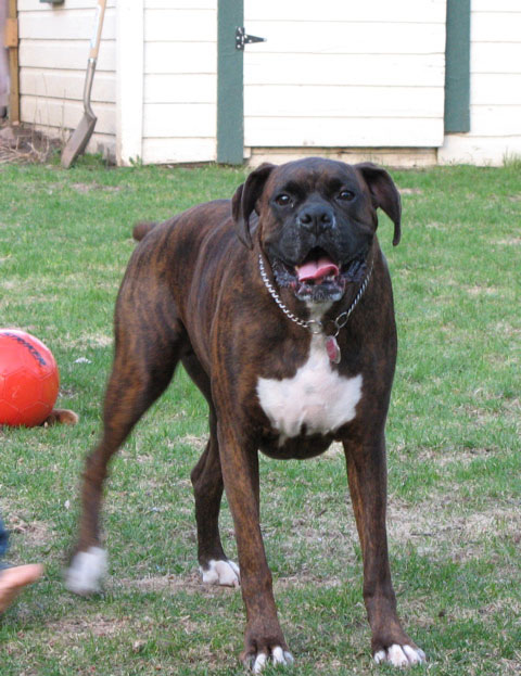 A great shot of Puck