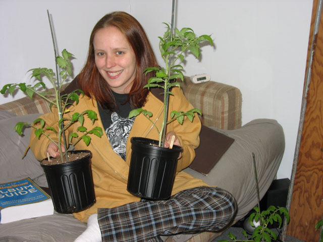 Our tomato plants!