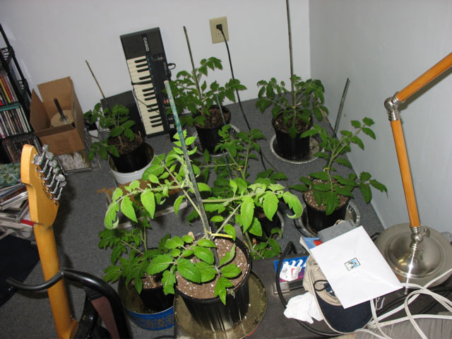 More tomato plants