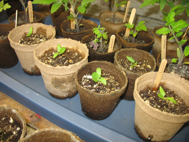 Eggplants
