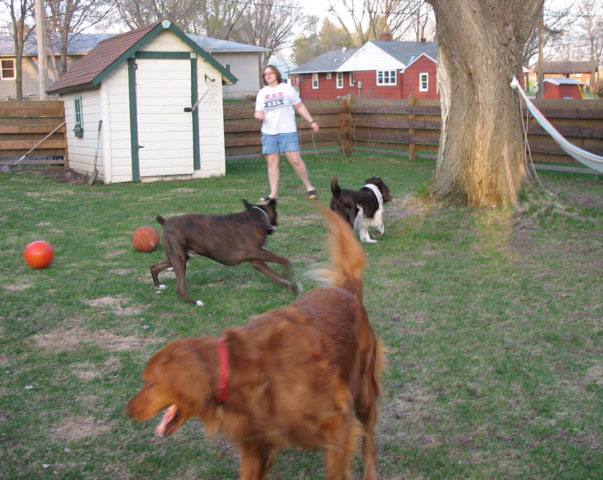Dog Party!