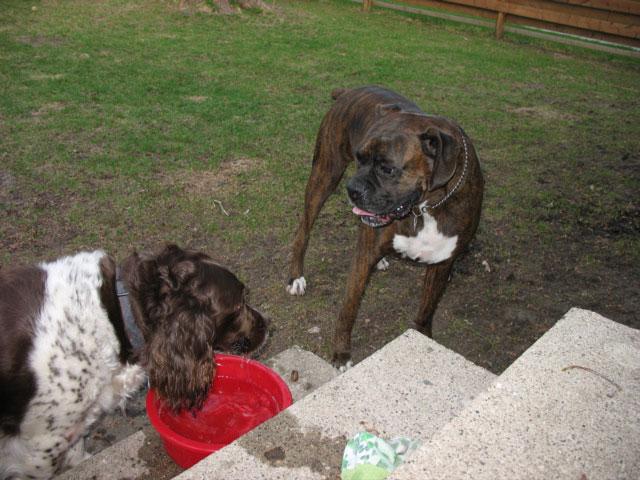 Jessie and Puck