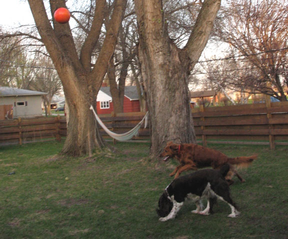 Jessie and Nigel, chasing after his ball