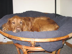 Nigel in the Bowl Chair
