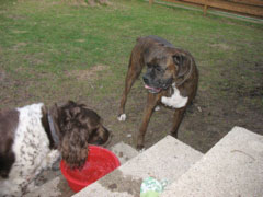 Jessie and Puck