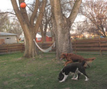Jessie and Nigel, chasing after his ball