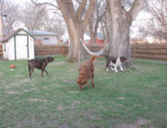 Puck, Nigel, Jessie