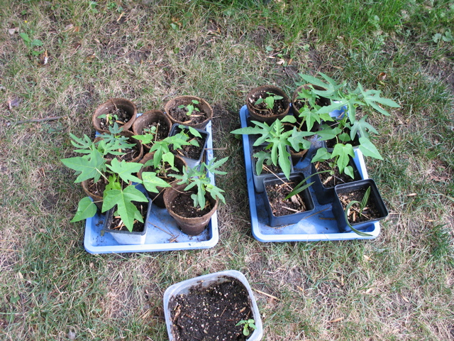 Papayas!