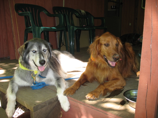 Shadow and Nigel