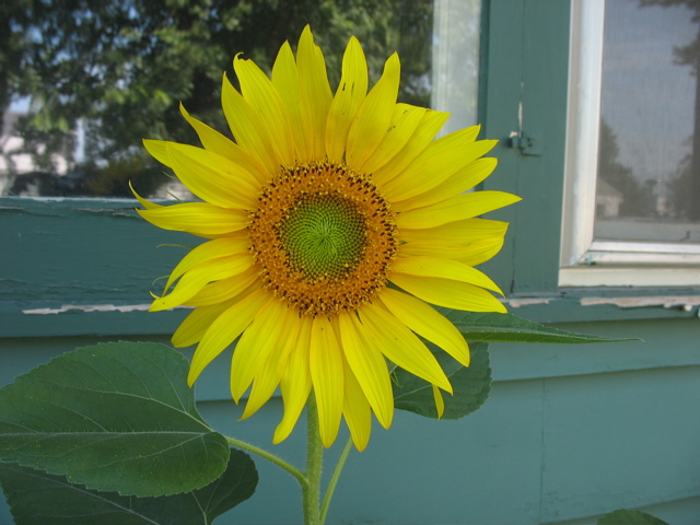 Sunflower