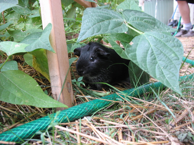 Guinea