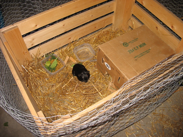 Guinea's temporary home