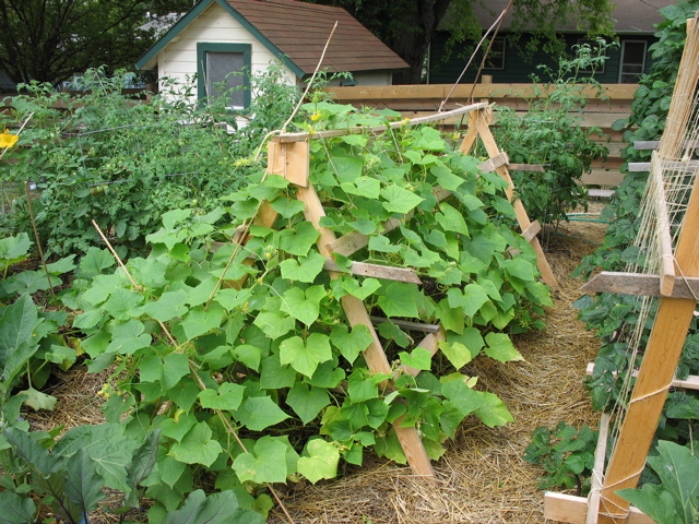 Cucumbers