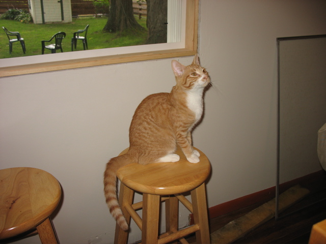 Niko in her new home