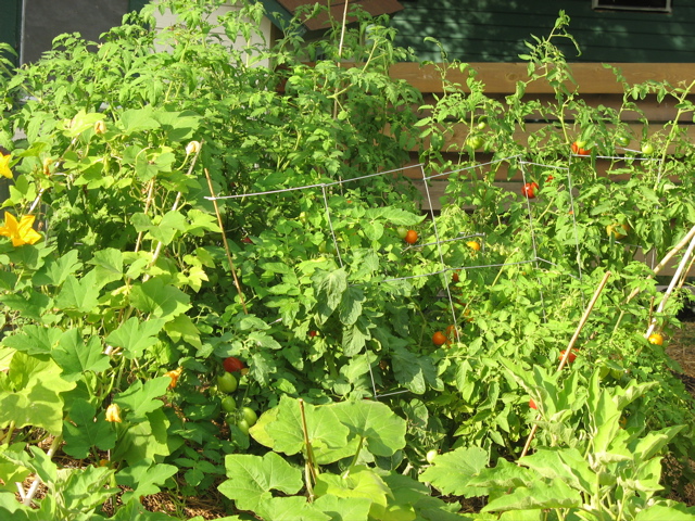 Garden - Aug 25