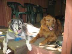 Shadow and Nigel
