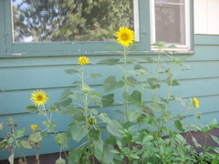 Sunflowers