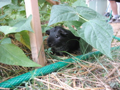 Guinea