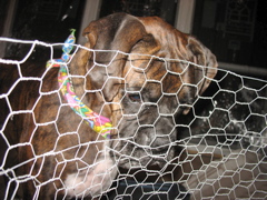 Puck LOVES the guinea pig.