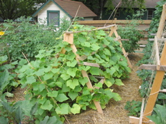 Cucumbers