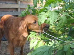 Nigel likes tomatoes