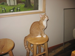 Niko in her new home