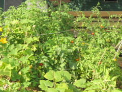 Garden - Aug 25