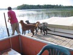 Nigel, Puck and Shadow