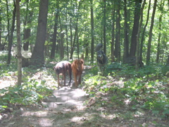 The three boys