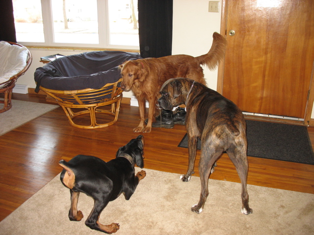 Dog party