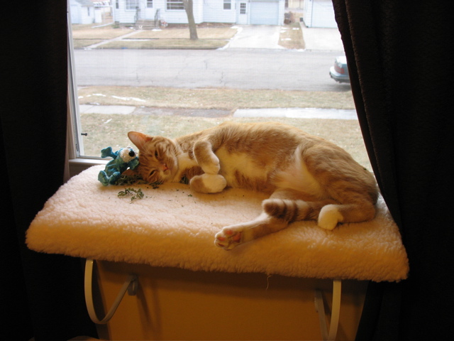 ... she loves her new window perch