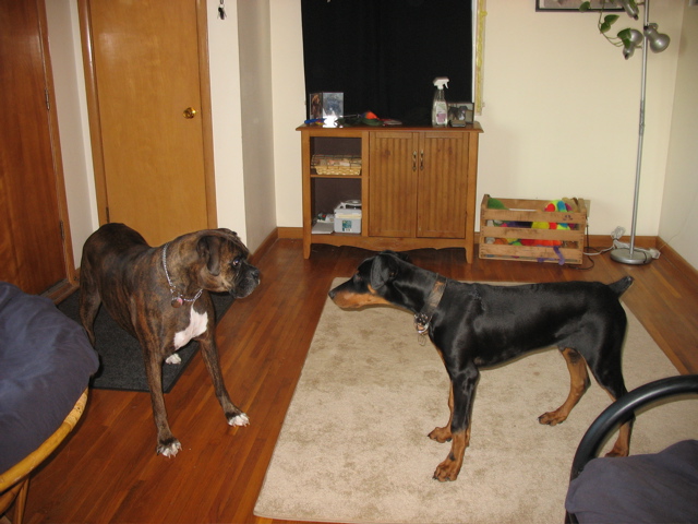 Puck and Oberon