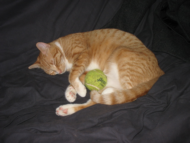 Niko and Nigel's Tennis Ball