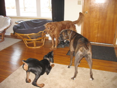 Dog party