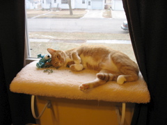 ... she loves her new window perch